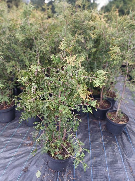 Totalna wyprzedaz Tuja żywotnik olbrzymi,  110-150cm 14,99zl