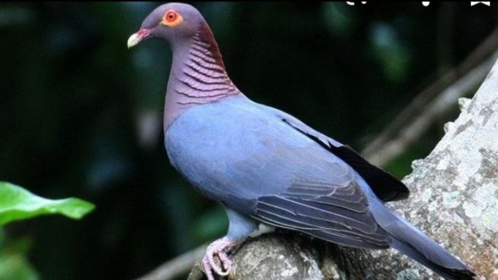 Casal de Pombos Patagioenas squamosa