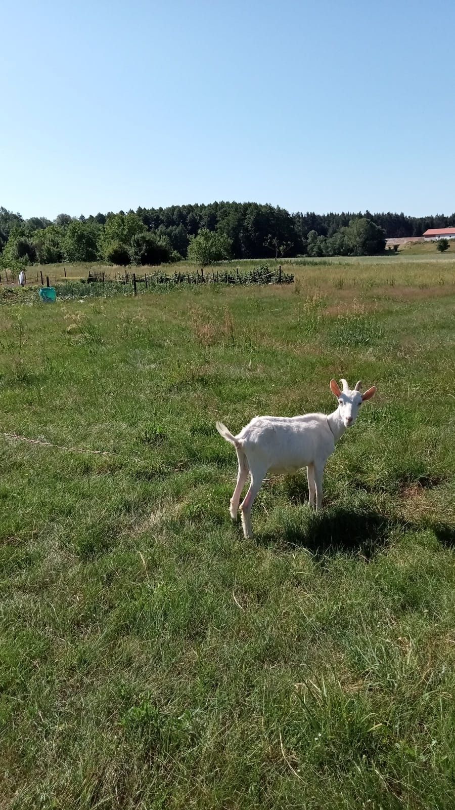 Koza mleczna jedna rasa