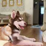 Szczeniak Husky Siberian Syberyjski