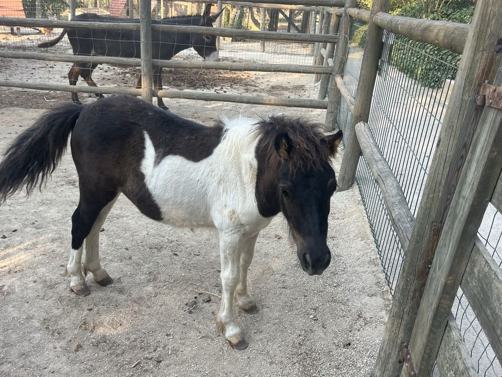 Ponei macho malhado com6 meses