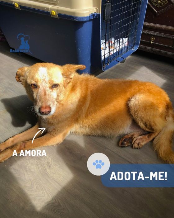 Amora cadela porte medio para adocao