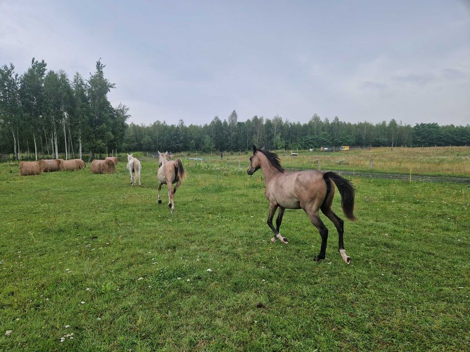 Roczna klacz, czysta krew arabska