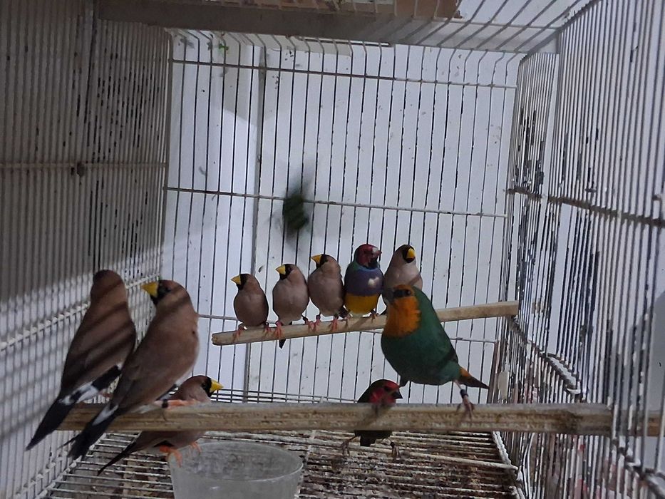 Diamantes Mascarados