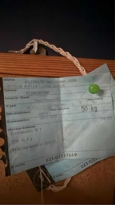 Pszenica jara Florentyna po centrali