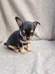 Cudny Piesek Chihuahua PRAWEM HODOWLANYM