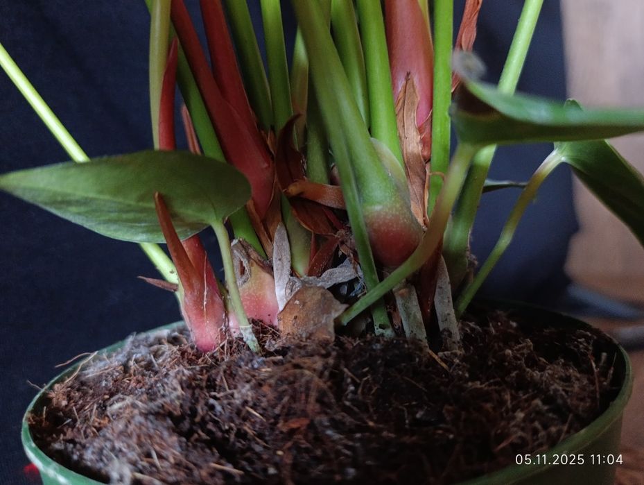 Антуріум,,Madural,,