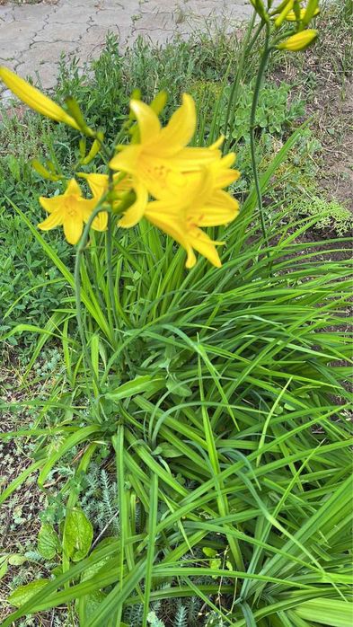 Лилейник цвет ассорти