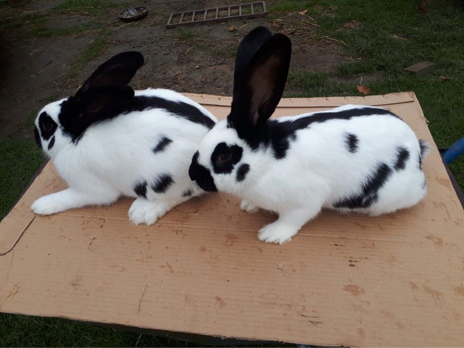 Sprzedam srokacze niemieckie