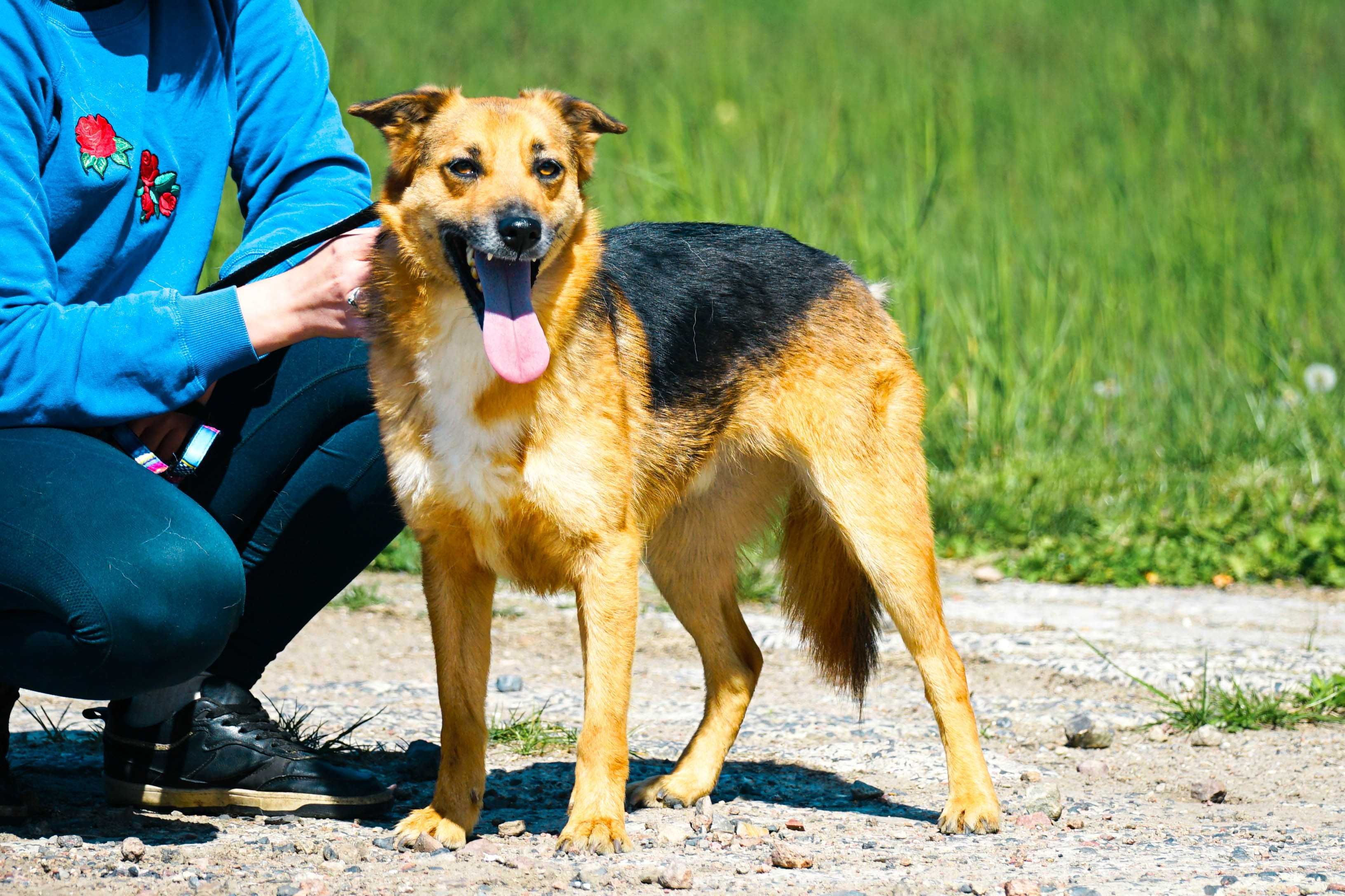 MIŁEK - świetny pies do adopcji
