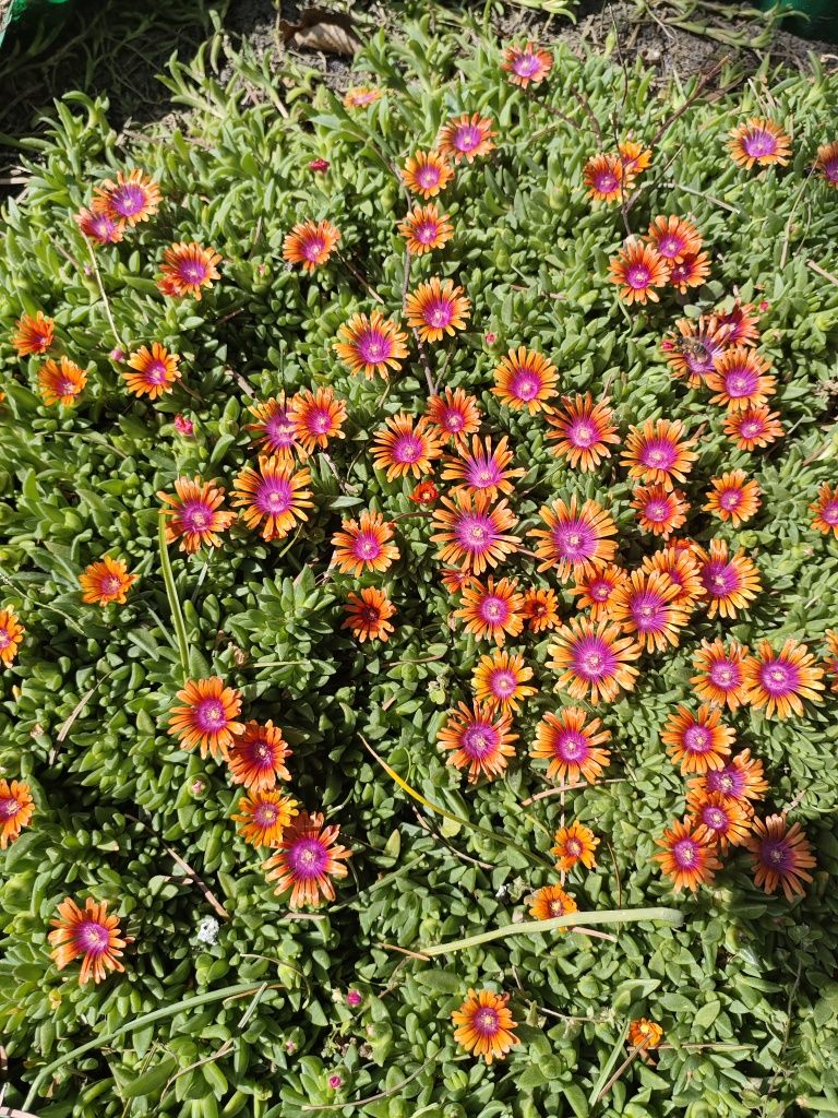 Delosperma słonecznica fire Spinner