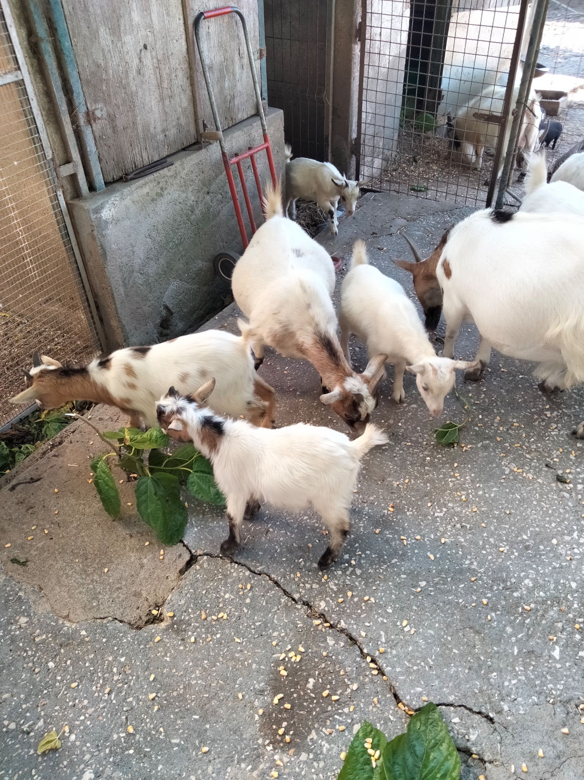 Vendo cabras anãs e porcos do Vietname.
