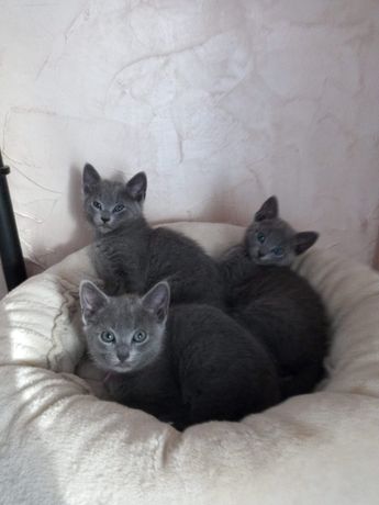 Koty Rosyjskie gotowe do odbioru