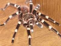 Acanthoscurria geniculata dorosły samiec