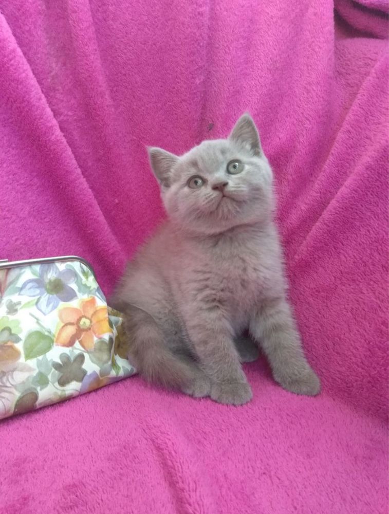 Шотландські кошенята