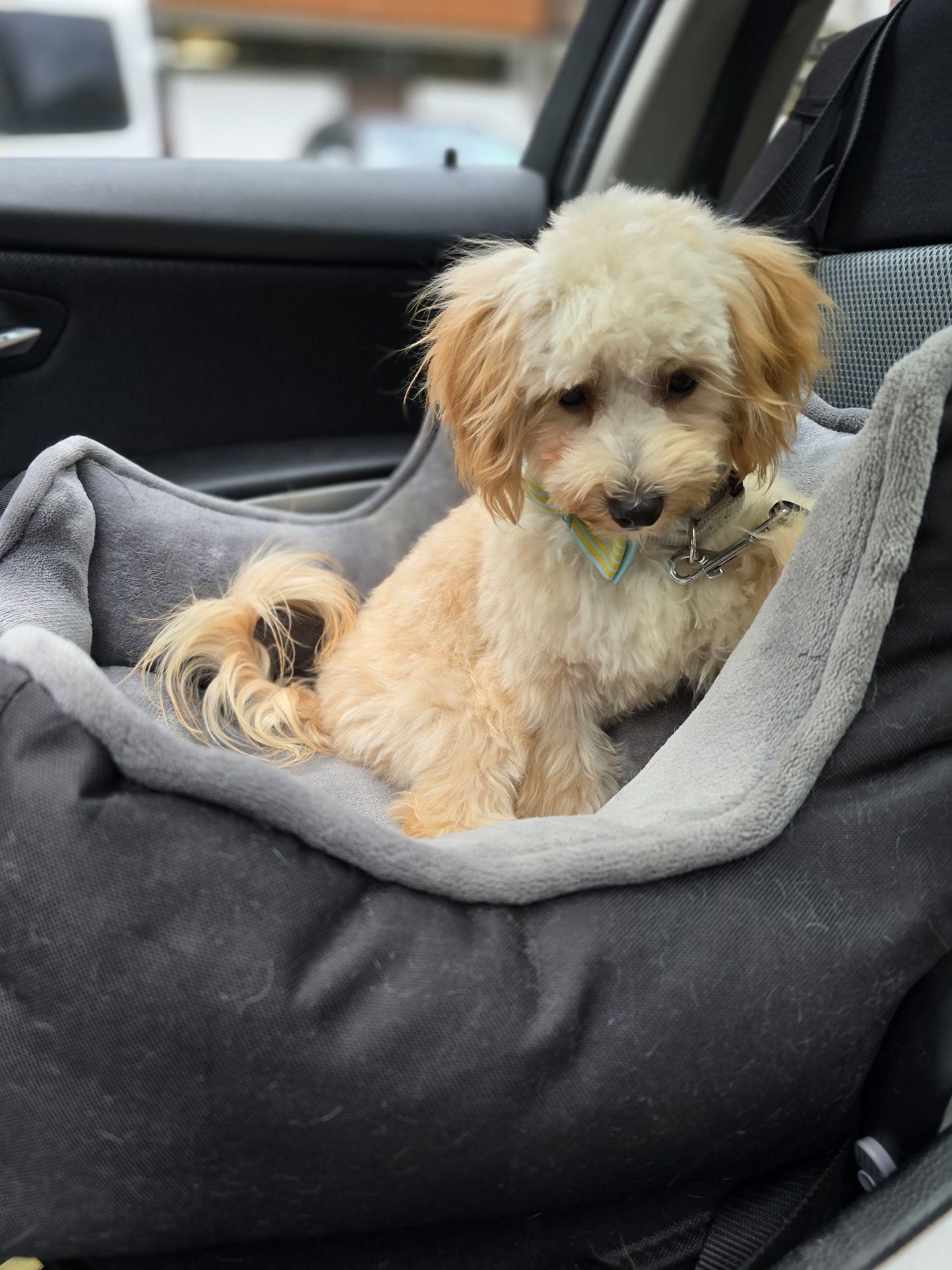 Maltipoo / chłopiec