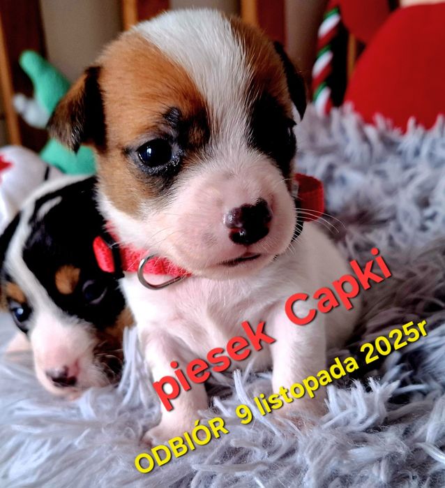 Piesek Jack Russell odbiór  9 listopada 2025r RODZICE W HODOWLI