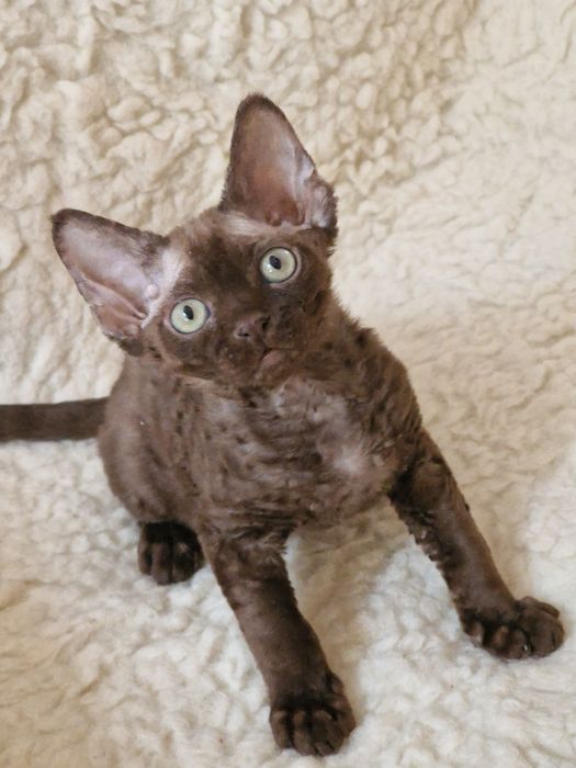 Devon rex piękny maluszek