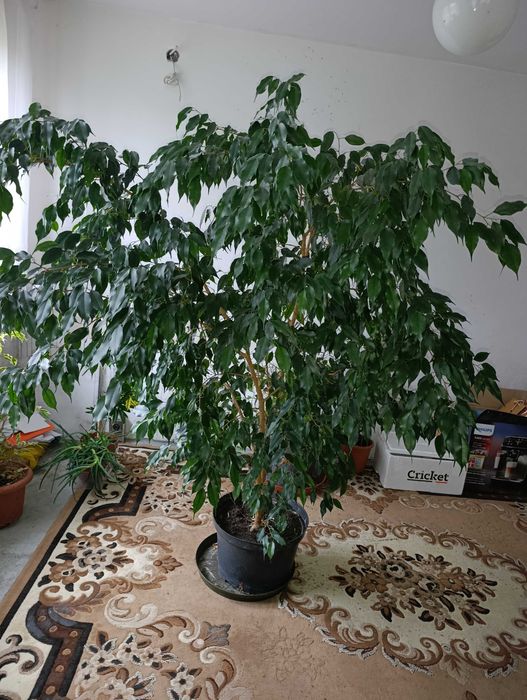 Fikus- benjamin .