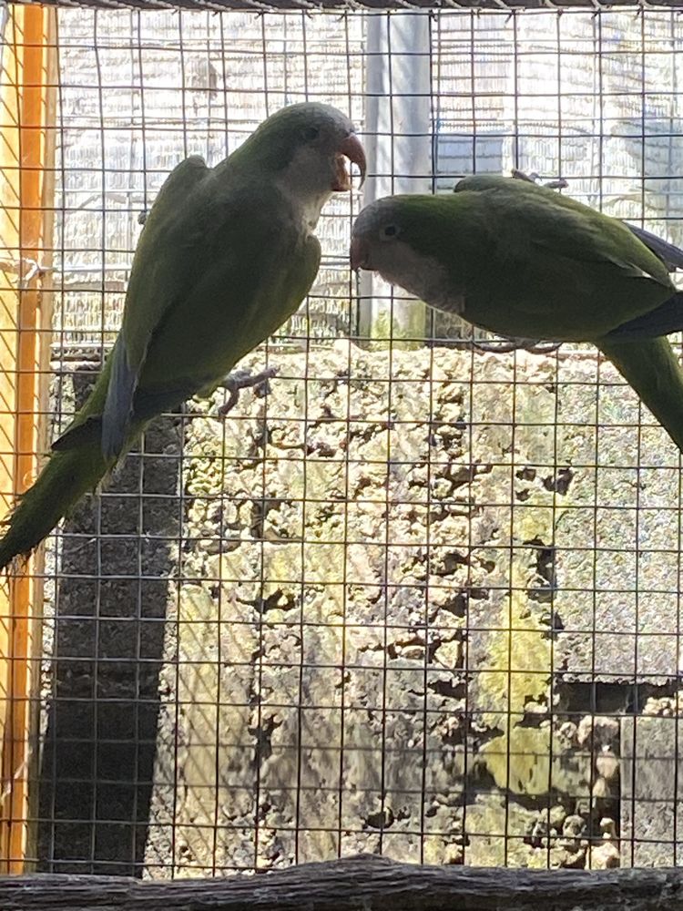 Conure peito cinzento