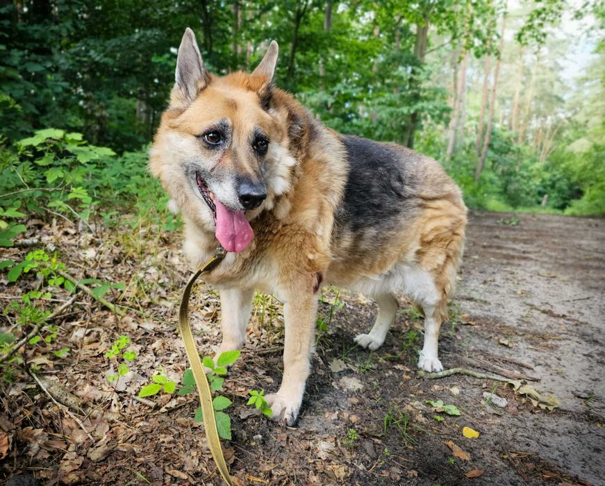 Sonia- urocza owczarkowa dama