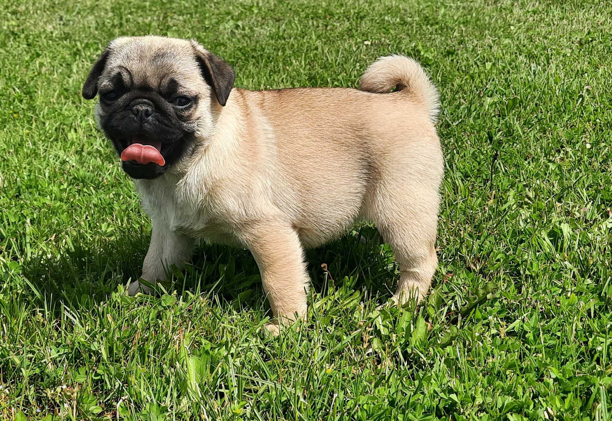 Mops suczka szczeniak Swiętokrzyskie