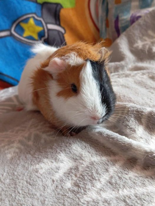 Świnki morskie pół roku