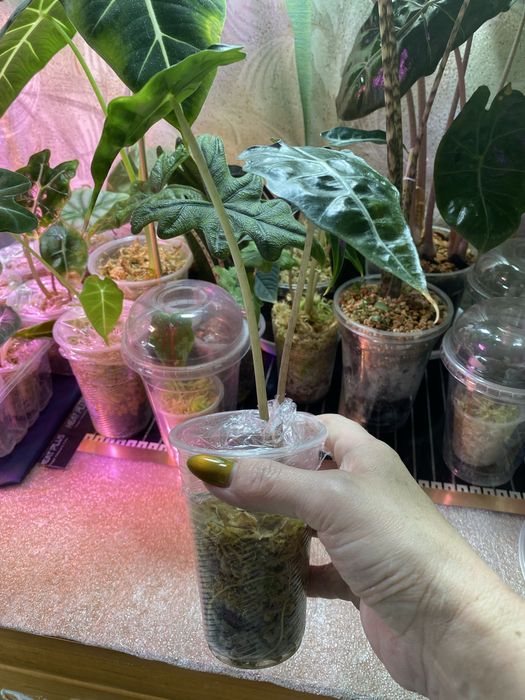 Продам алоказію от 100 грн