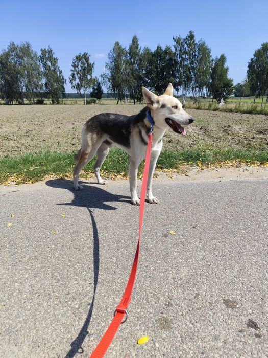 Cudowny Jolo szuka domu!