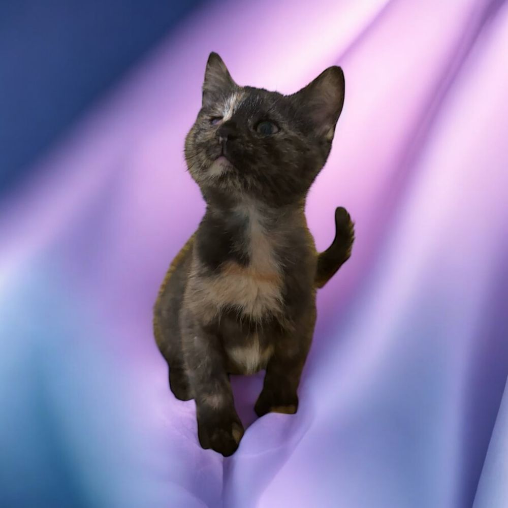 Кішка. Кошка. Кошеня. Котенок.