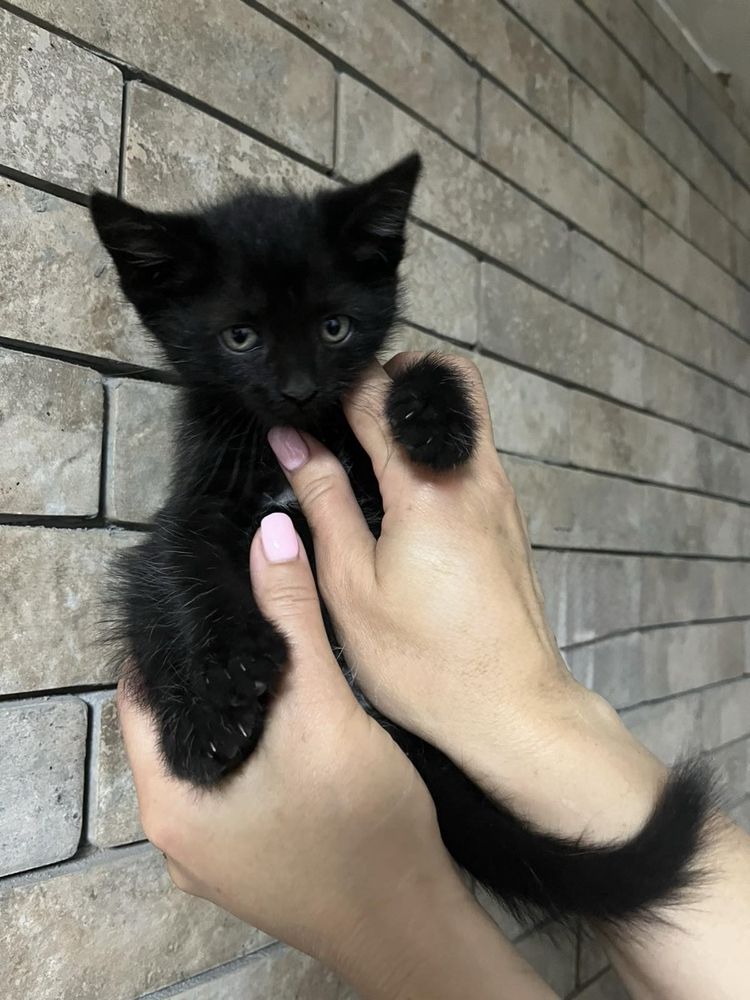 Кошенята коти шукають дім