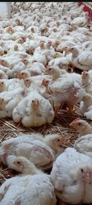 Koguty, Indyki brojler kaczki gęsi