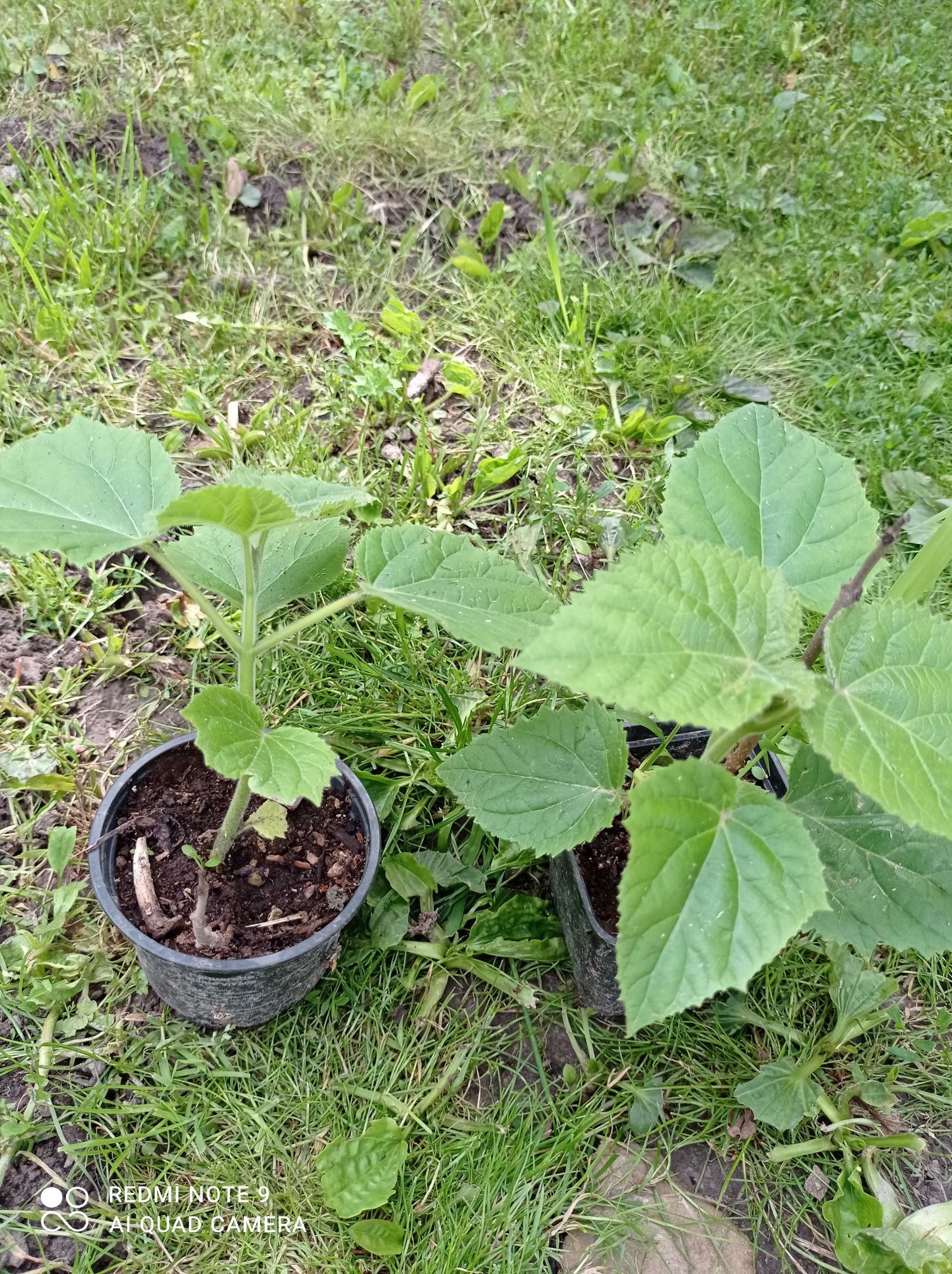 Paulownia omszona nasiona drzewko tlenowe