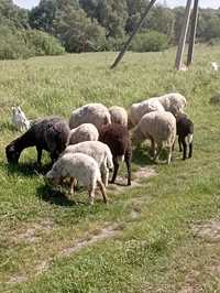 Продам молоді вівці ягнята