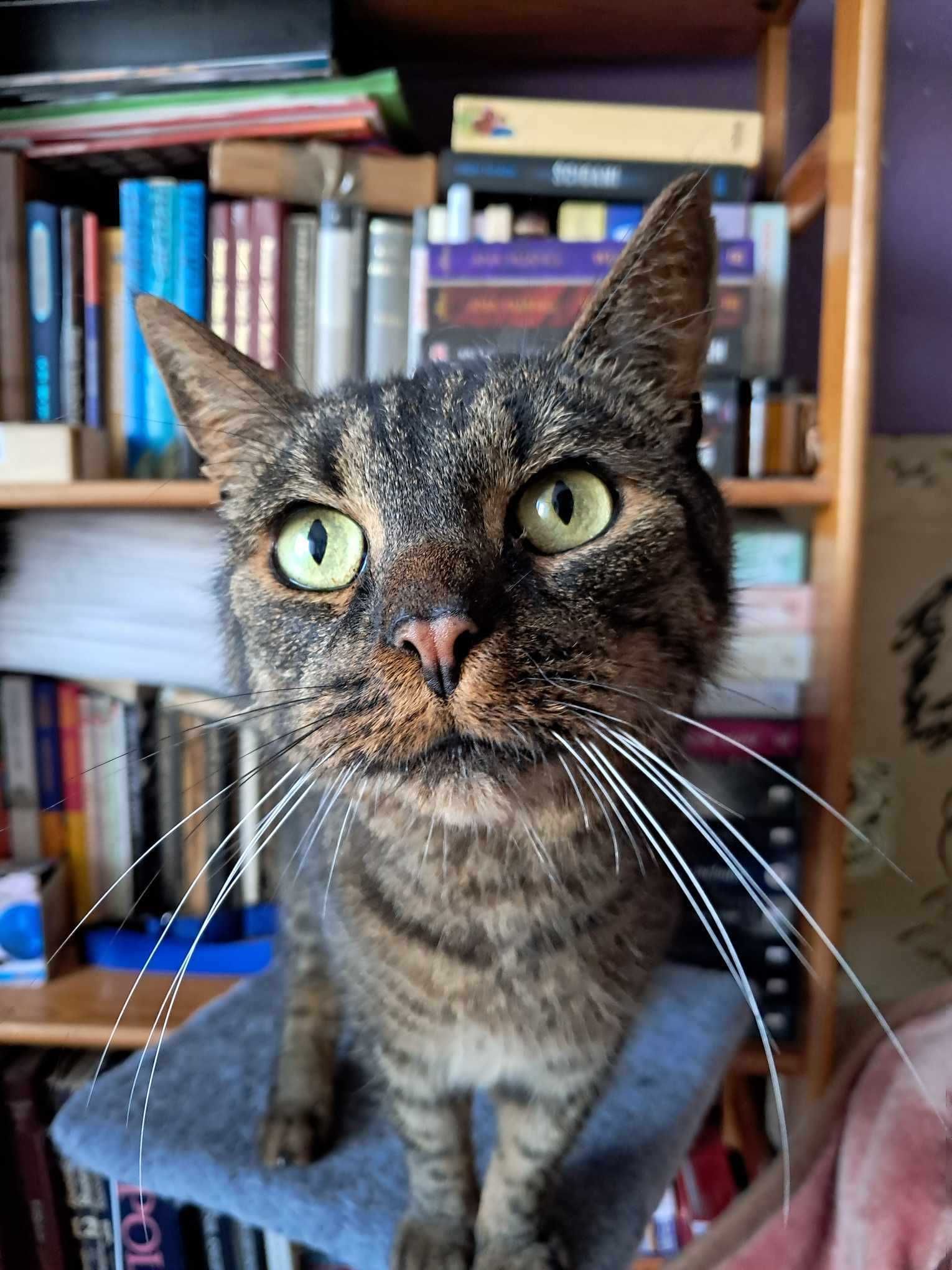 Cudowny przychlast Gucio szuka domu.