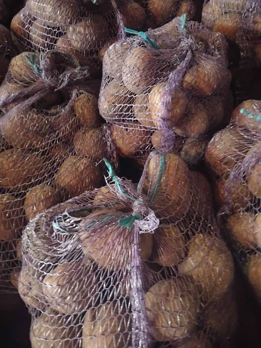 Продам картоплю оптом — 14 грн/кг