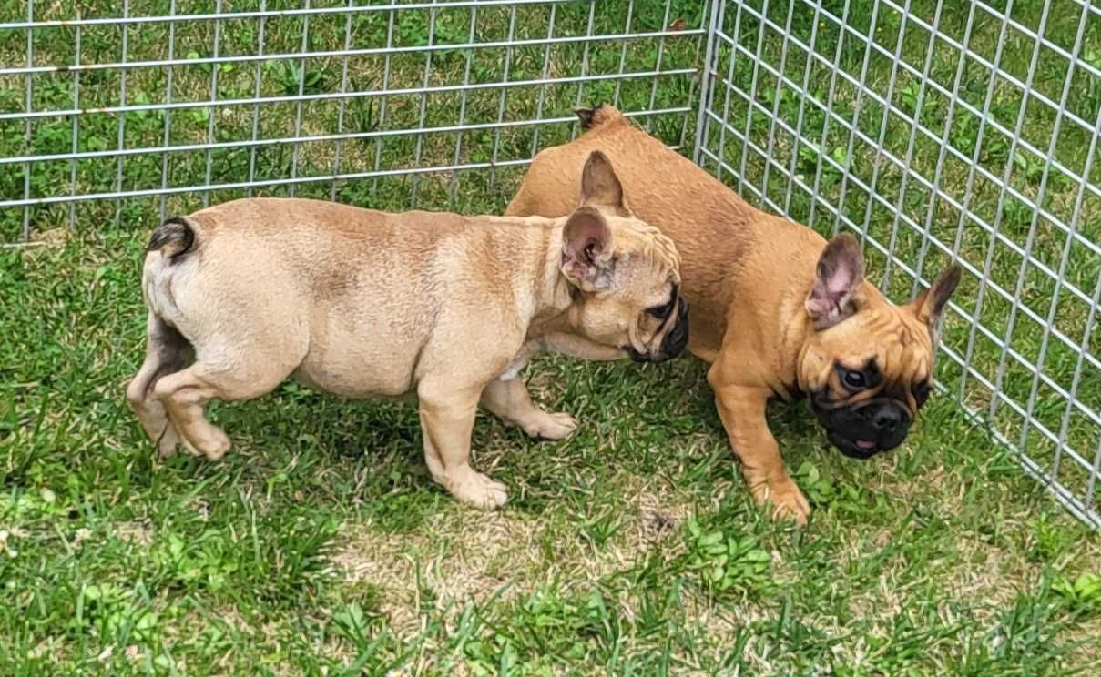 Buldog francuski