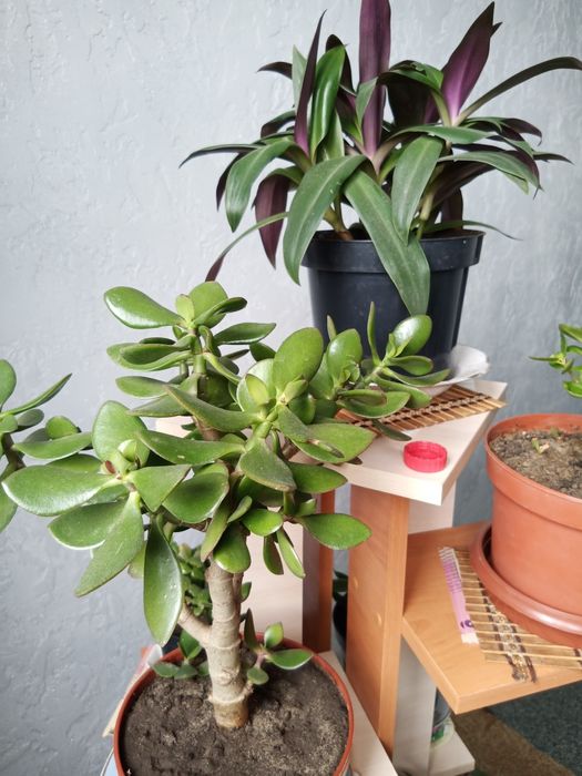 Комнатные цветы Рео и денежное дерево