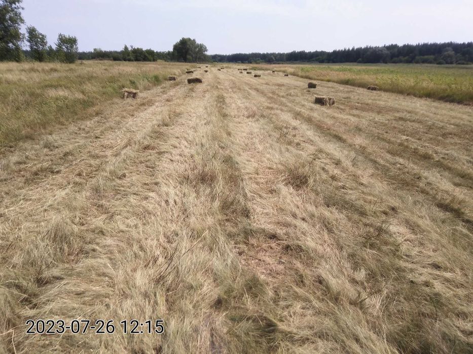 продам сено луговое, люцерна, от 1 тюка