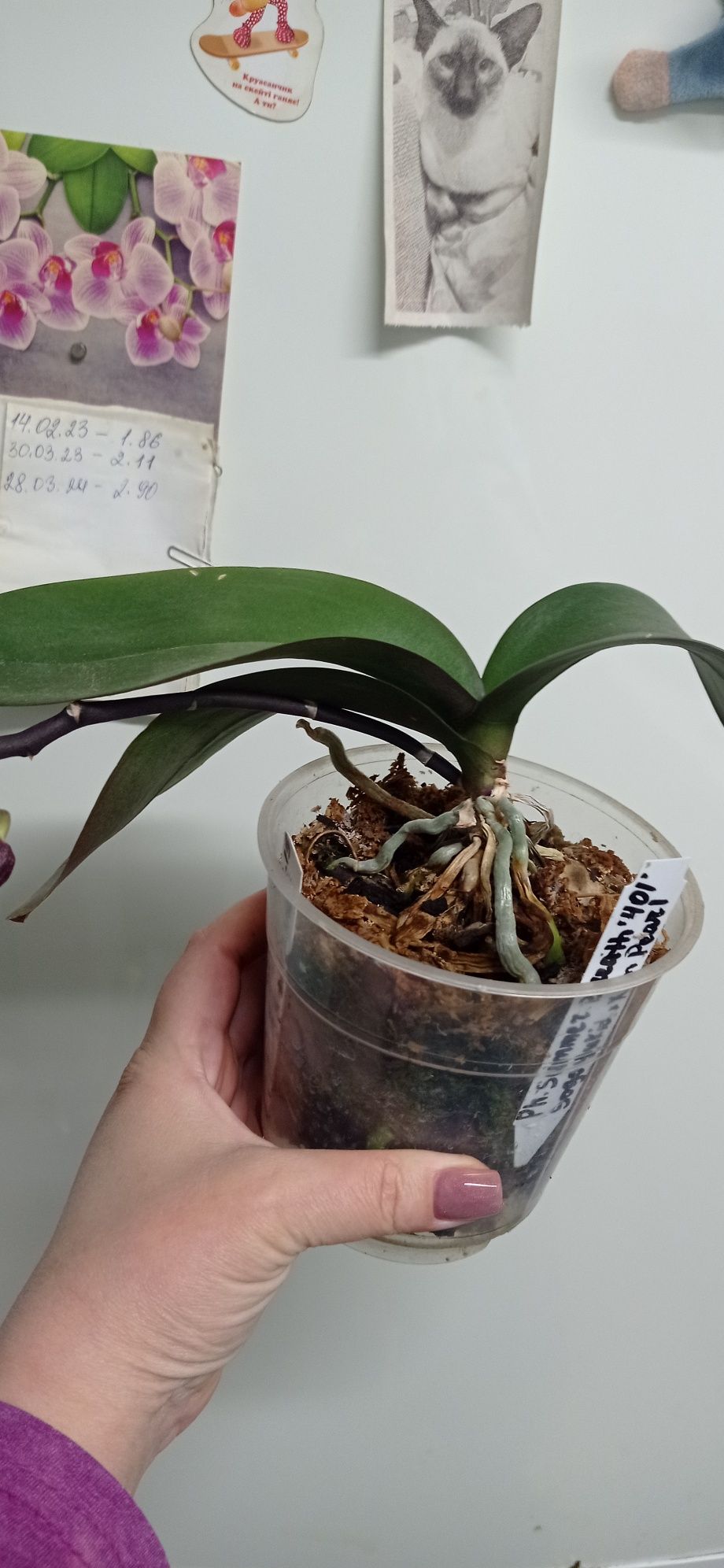 Орхідея гібрид Якідана