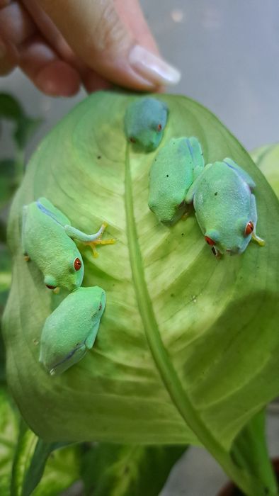 Chwytnica czerwonooka/ rzekotka / polska hodowla
