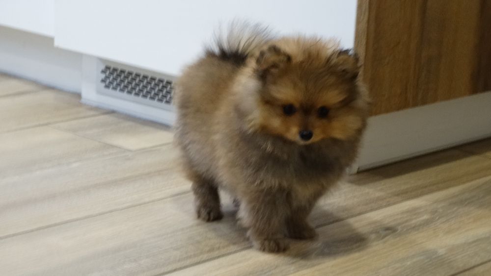 Szpic miniaturowy pomeranian