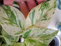 Epipremnum marble queen variegata ukorzenione snow