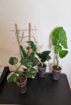 4 kolekcjonerskie rośliny syngonia monstera philodendron