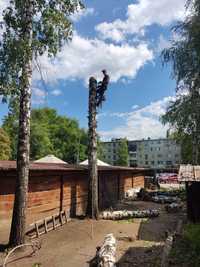 Спил аварійних дерев , арбористика