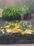 Krewetki Neocardina Yellow Neon akwariowe