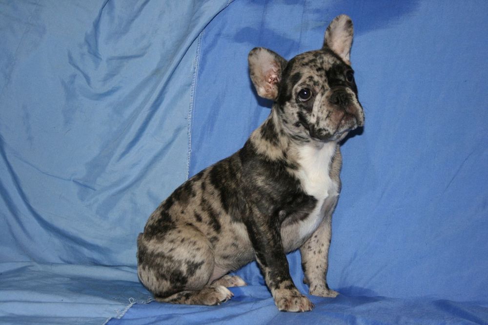 Щенята французького бульдога, дівчинка.