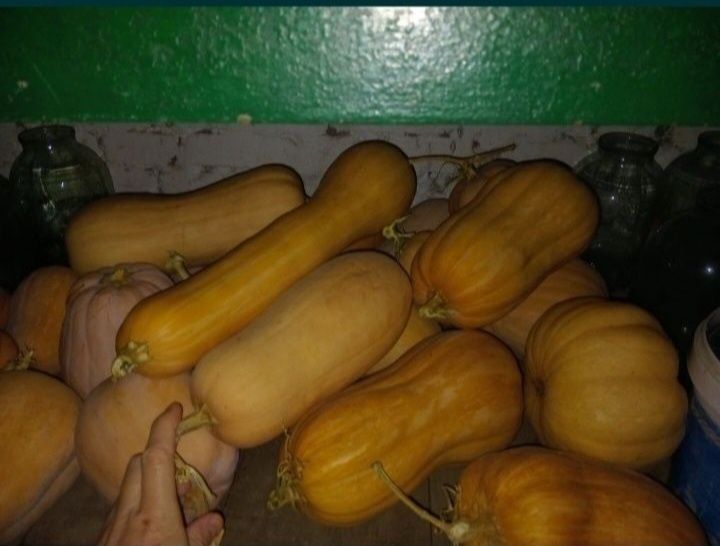 Насіння семена укроп арбуз перец дыни тыква помидоры