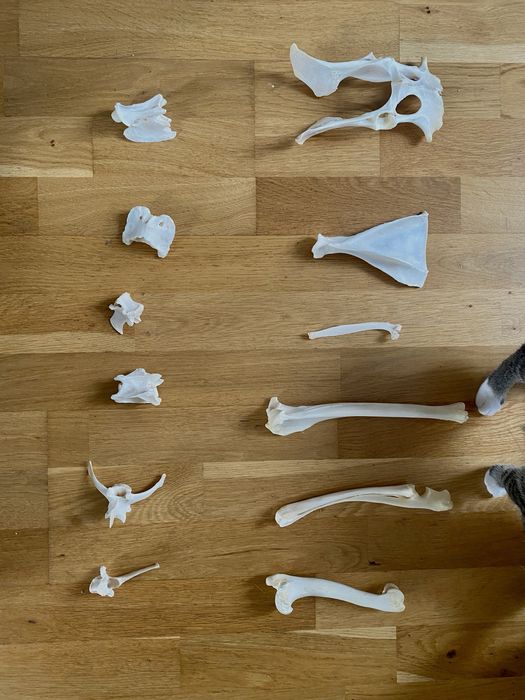 Kości do nauki anatomii