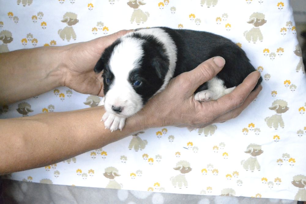 Щенки Бордер Колли КСУ